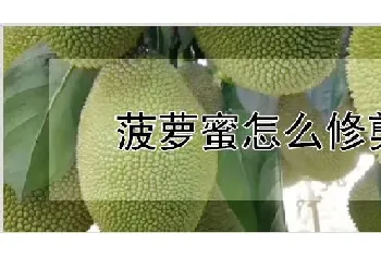 菠萝蜜怎么修剪