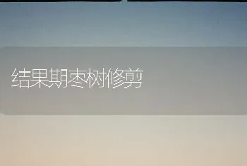 结果期枣树修剪