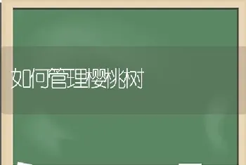 如何管理樱桃树