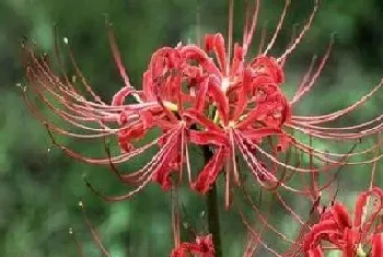 开红花的植物有哪些?开红花的植物大全