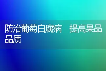 防治葡萄白腐病 提高果品品质