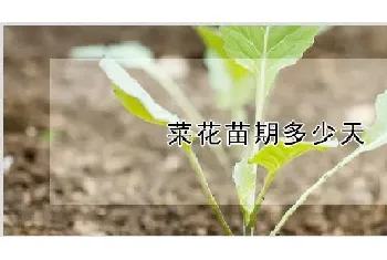 菜花苗期多少天