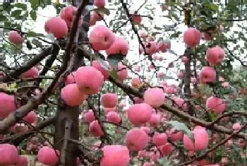 浆水苹果产地在哪里(邢台浆水苹果好吃吗)