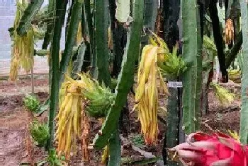 家里能种火龙果吗?火龙果的风水禁忌与寓意