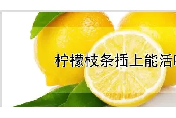 柠檬枝条插上能活吗