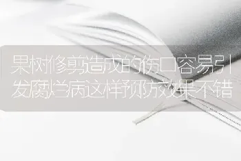 果树修剪造成的伤口容易引发腐烂病这样预防效果不错