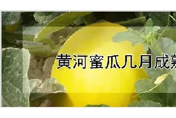 黄河蜜瓜几月成熟