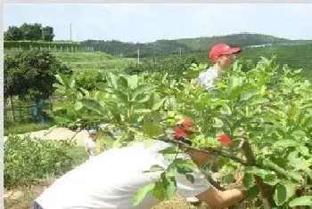 番石榴种植管理技术