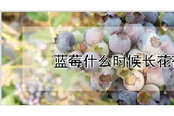 蓝莓什么时候长花苞