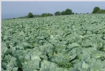 卷心菜病虫害防治方法