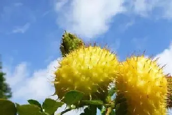 缫丝花的果实怎么吃,缫丝花果实的功效与正确吃法?