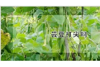 芸豆打尖吗