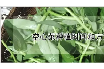 空心菜种植时间和方法