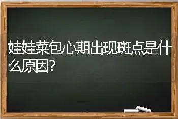 娃娃菜包心期出现斑点是什么原因?