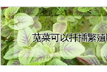 苋菜可以扦插繁殖吗