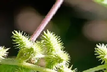 苍耳是被子植物吗?苍耳植物学介绍