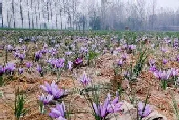 藏红花是多年生植物吗?