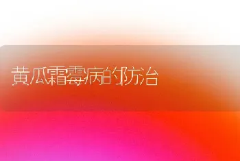 黄瓜霜霉病的防治