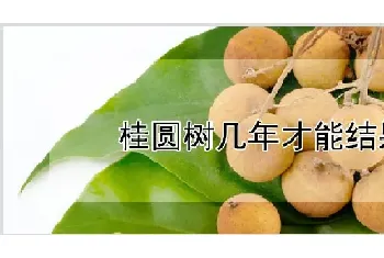 桂圆树几年才能结果