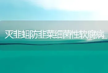 灭韭蛆防韭菜细菌性软腐病