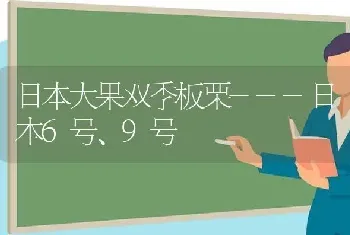 日本大果双季板栗---日本6号、9号