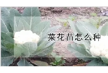 菜花苗怎么种