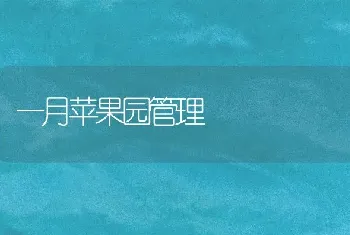 一月苹果园管理