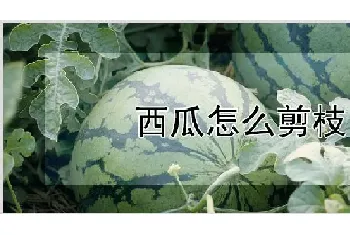 西瓜怎么剪枝