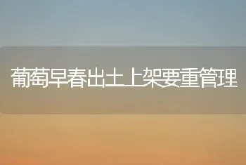 葡萄早春出土上架要重管理