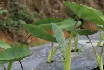 芋头几月份种植合适?