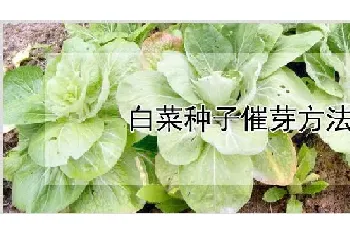 白菜种子催芽方法