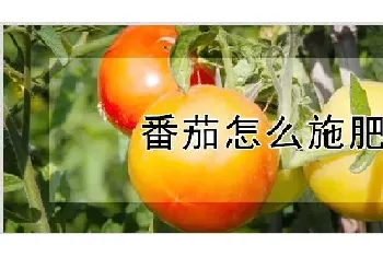 番茄怎么施肥