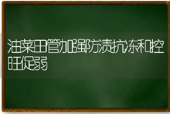 油菜田管加强防渍抗冻和控旺促弱