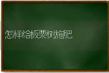 怎样给板栗树施肥