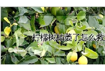 柠檬树枯萎了怎么救活