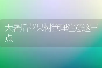 大暑后苹果树管理注意这三点