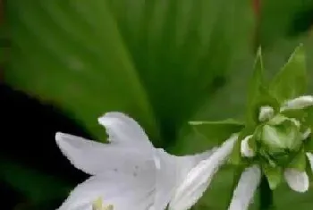 香水兰一年开几次花?香水兰形态特征与植物学史