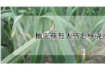 抽完蒜苔大蒜怎样浇水