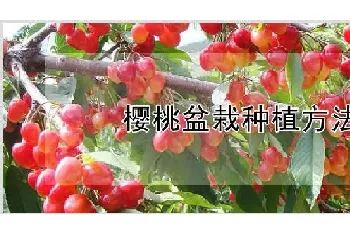 樱桃盆栽种植方法