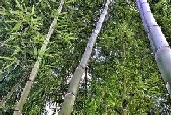 用根繁殖的植物有哪些?用根繁殖的植物大全