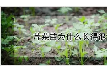 芹菜苗为什么长得很慢