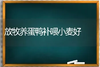 放牧养蛋鸭补喂小麦好