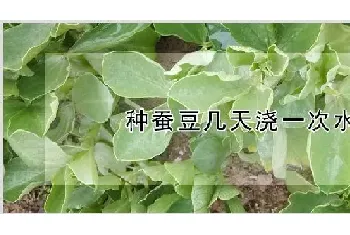 种蚕豆几天浇一次水