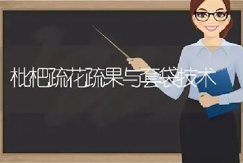 枇杷疏花疏果与套袋技术