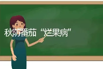 秋防番茄“烂果病”