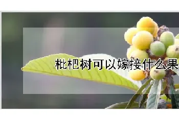 枇杷树可以嫁接什么果树