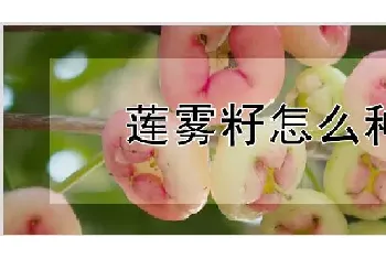 莲雾籽怎么种