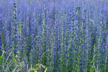 代表救赎的花,花语救赎与希望的花卉植物?