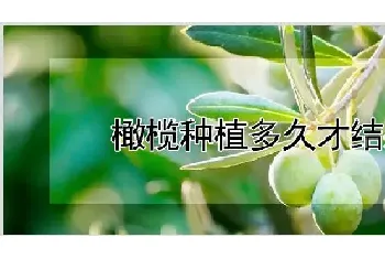 橄榄种植多久才结果