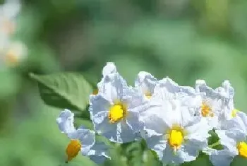 马铃薯会开花吗,属于开花植物?